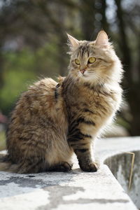 Close-up of cat looking away