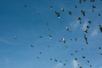 Low angle view of birds flying in sky