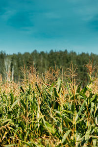 Close-up of crops on field against sky