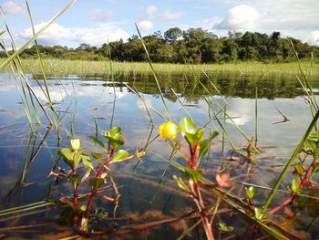 Reflection of plants in water