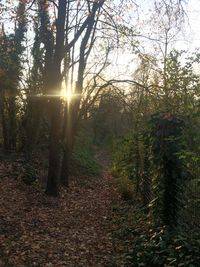 Trees in forest during autumn