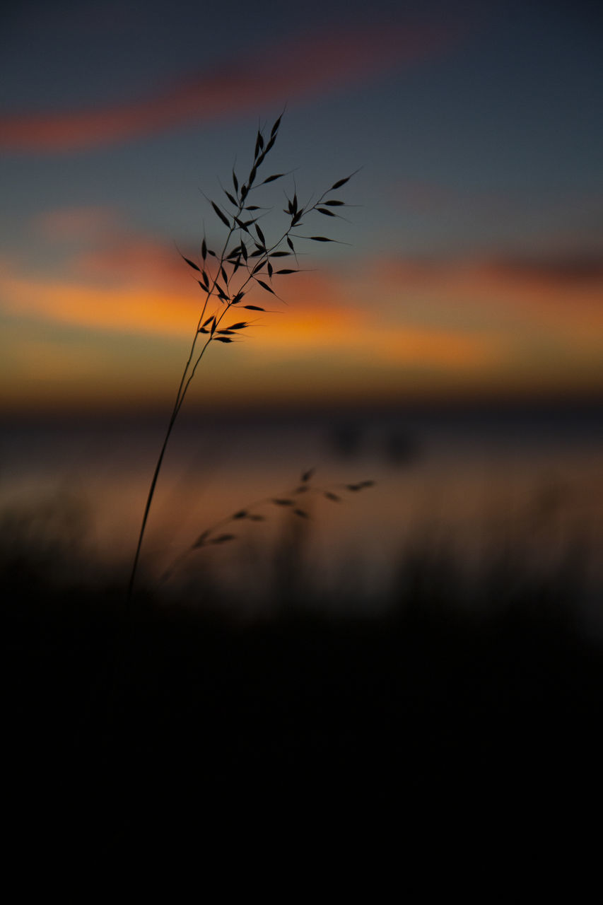 CLOSE-UP OF SILHOUETTE PLANT AGAINST SUNSET SKY