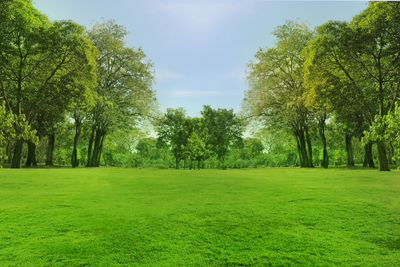 Trees on field against sky