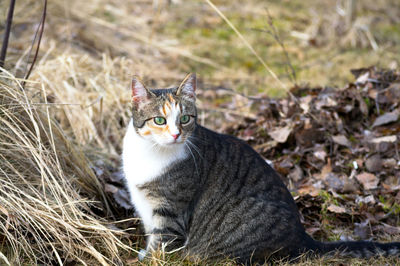 Portrait of cat sitting on field