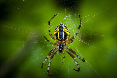 Close-up of spider witing for prey 