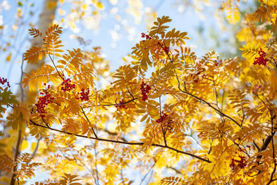 Autumn branch of rowan c with yellow leaves and berries on a blurred blue background. 