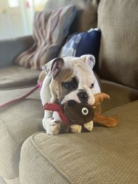 Portrait of dog relaxing on sofa at home