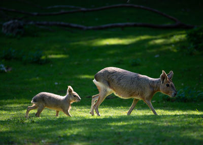 Capibara baby following its mother