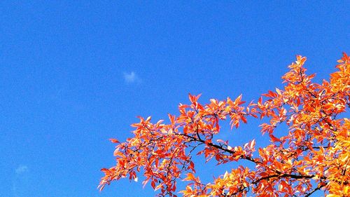 Low angle view of trees against clear blue sky