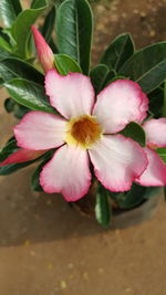 Close-up of pink flower blooming outdoors