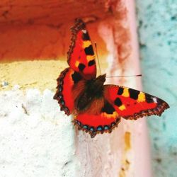 Close-up of butterfly on red leaf