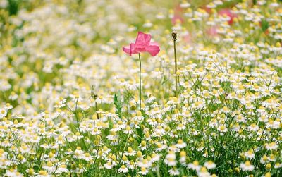 Close-up of fresh pink flowers blooming in field