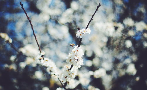 Close-up of flower on tree