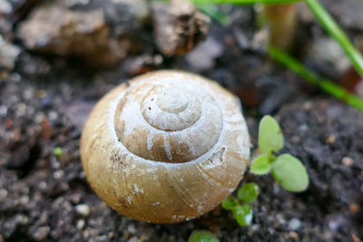 Close-up of snail on land