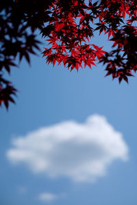 Low angle view of maple tree against sky