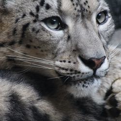 Close-up portrait of a cat