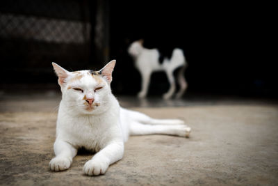 Portrait of white cat relaxing on floor