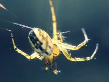 Close-up of spider