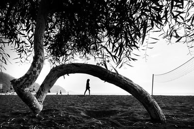 Tree by sea against sky