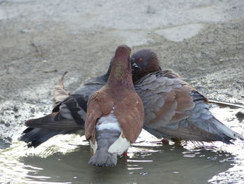 Close-up of birds in water