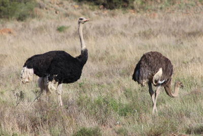 Ostriches on field
