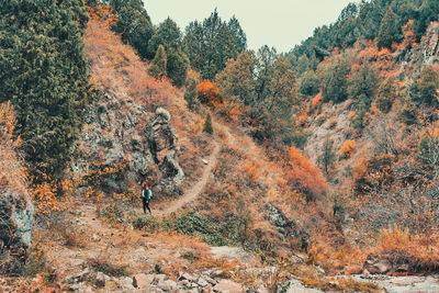 Trees in forest during autumn