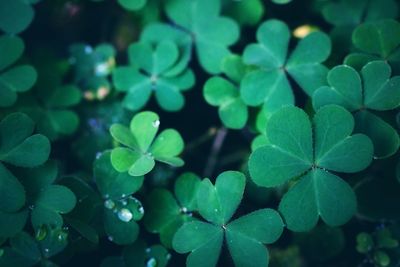 Close-up of raindrops on green leaves shamrock 