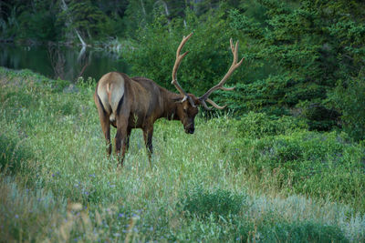 Horse standing in a field