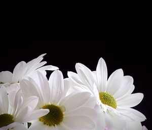 Close-up of white flowers against black background