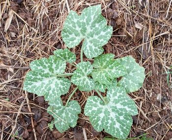 High angle view of succulent plant on field