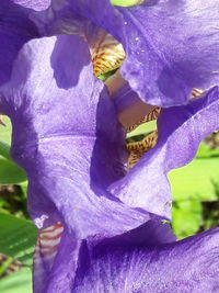 Close-up of purple flower blooming outdoors