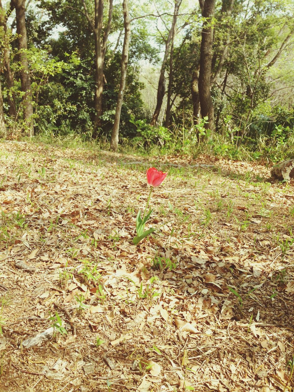 growth, tree, nature, forest, red, tranquility, field, beauty in nature, leaf, plant, tranquil scene, freshness, day, grass, autumn, outdoors, growing, tree trunk, no people, landscape