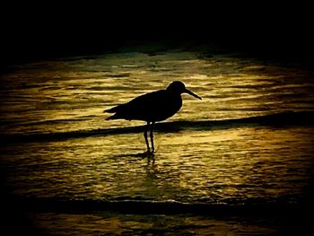 Silhouette bird on lake at sunset