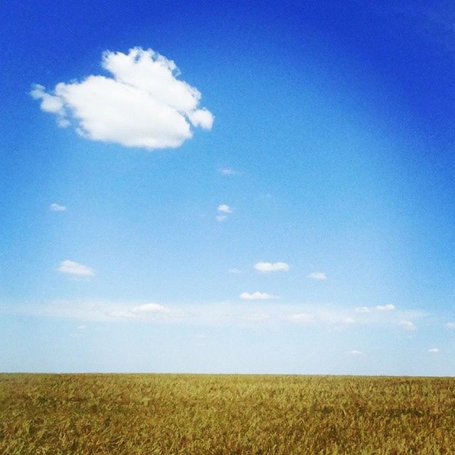 field, tranquil scene, blue, tranquility, agriculture, sky, beauty in nature, landscape, rural scene, scenics, nature, growth, farm, crop, yellow, horizon over land, cloud, idyllic, cloud - sky, outdoors