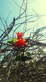 Close-up of red flower