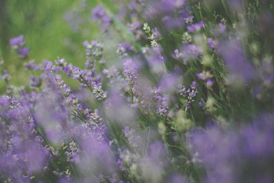 Close-up of purple flowering plants on field