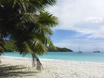 Palm tree on beach against sky