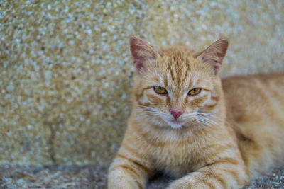 Portrait of ginger cat