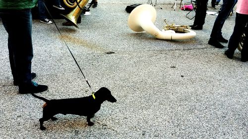 Low section of woman with dog