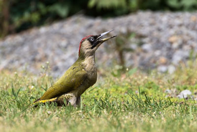 Calling green woodpecker in garden photographed at eye level