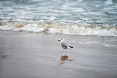 Seagull on beach