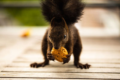 Close of squirrel eating walnut