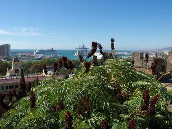 Panoramic view of trees and buildings against blue sky