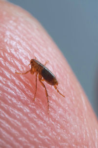 Close-up of insect on hand