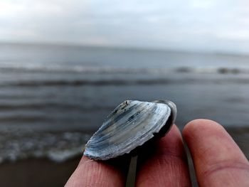 Close-up of hand holding seashell at beach