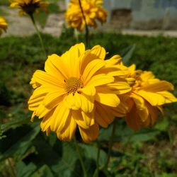 Close-up of yellow flowering plant