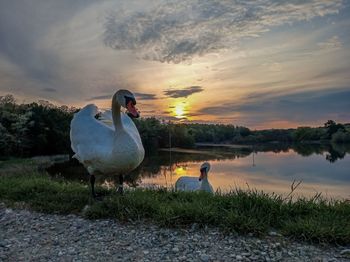 Swan on lakeshore at sunset