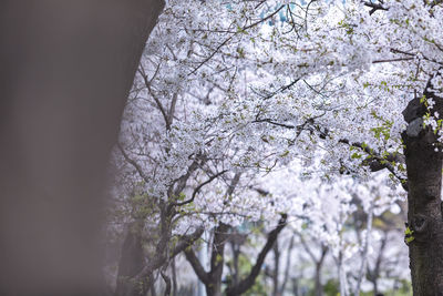 Close-up of cherry blossom tree