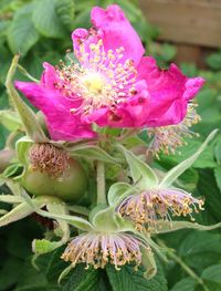 Close-up of pink flowers