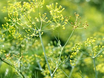 Close-up of fresh green plant